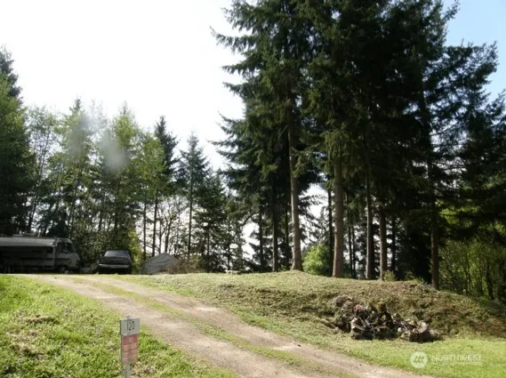 a view of a yard with large trees