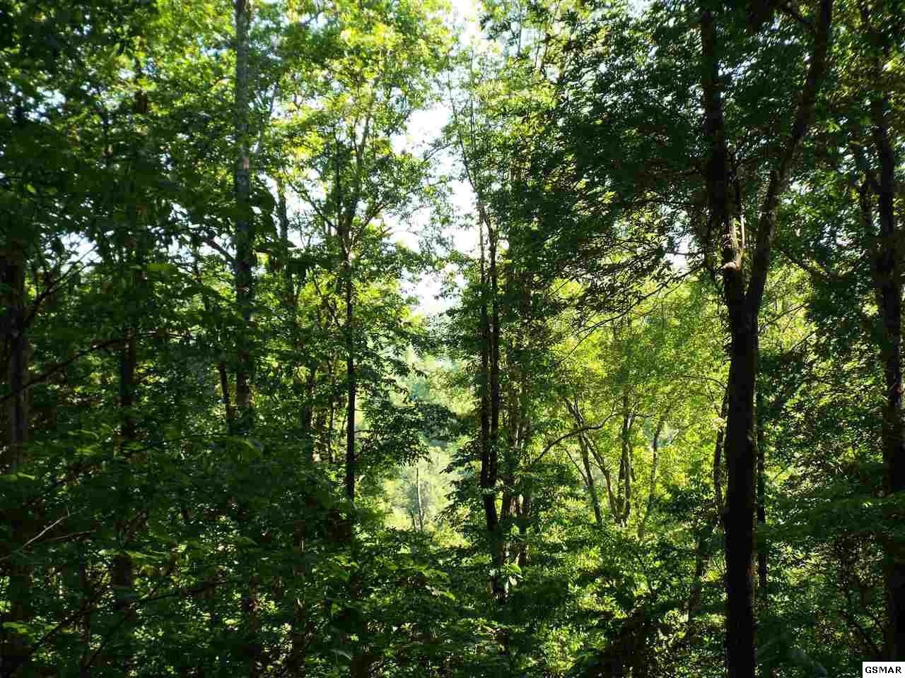 0 Greasy Cove Road Cosby, TN 37722 - Photo 17 of 26 Gallery Image 17