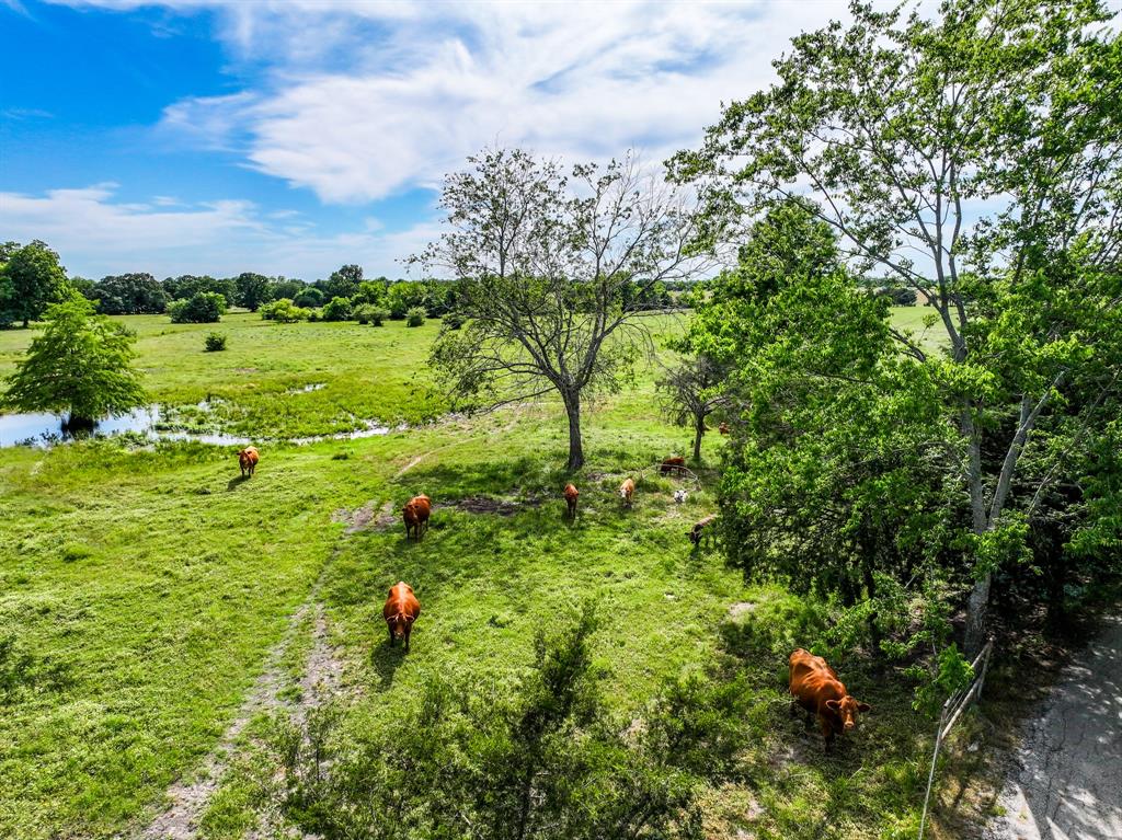 211 Rs County Road 1455 Point, TX 75472 - Photo 19 of 40 a view of a garden with an tree