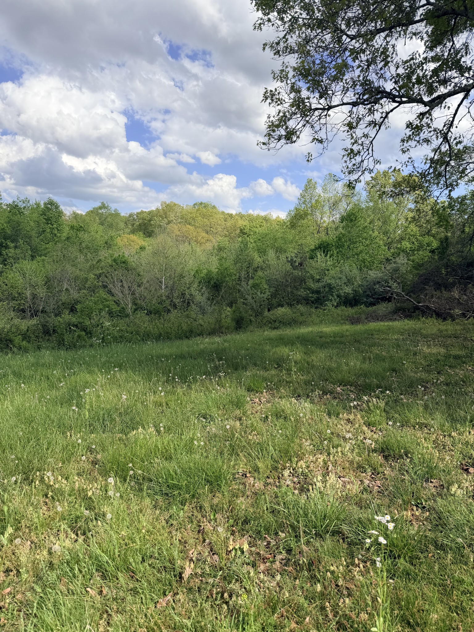 940 North Brace Road Summertown, TN 38483 - Photo 12 of 21 a view of outdoor space and yard