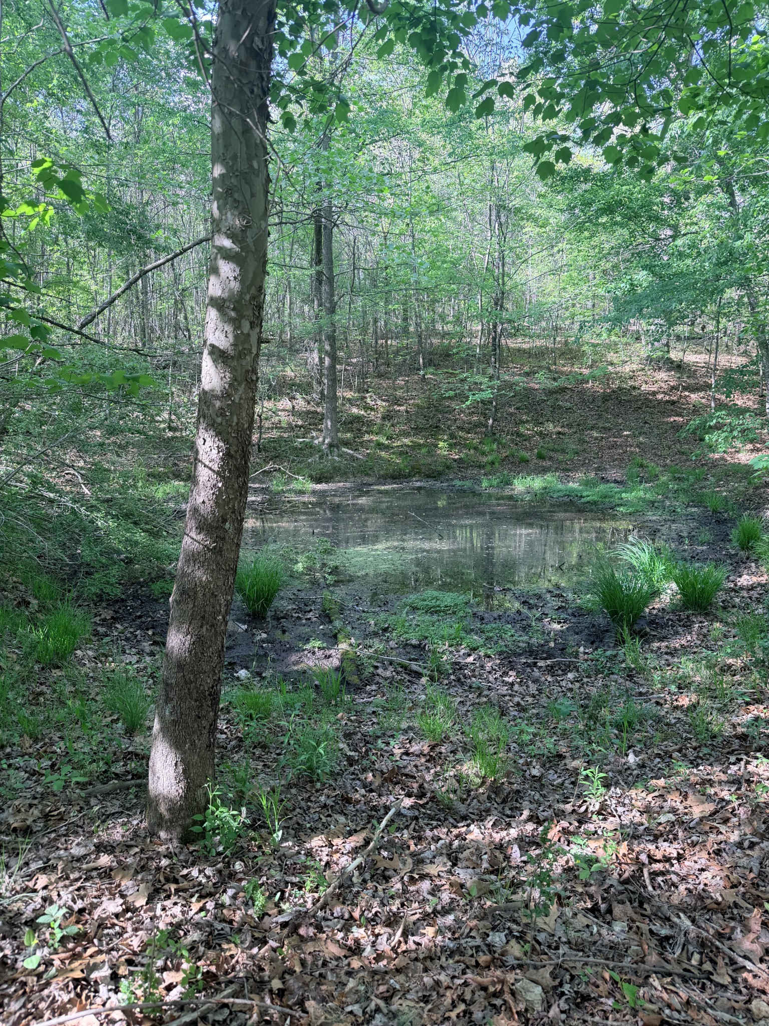 940 North Brace Road Summertown, TN 38483 - Photo 15 of 21 a backyard of a house with lots of green space