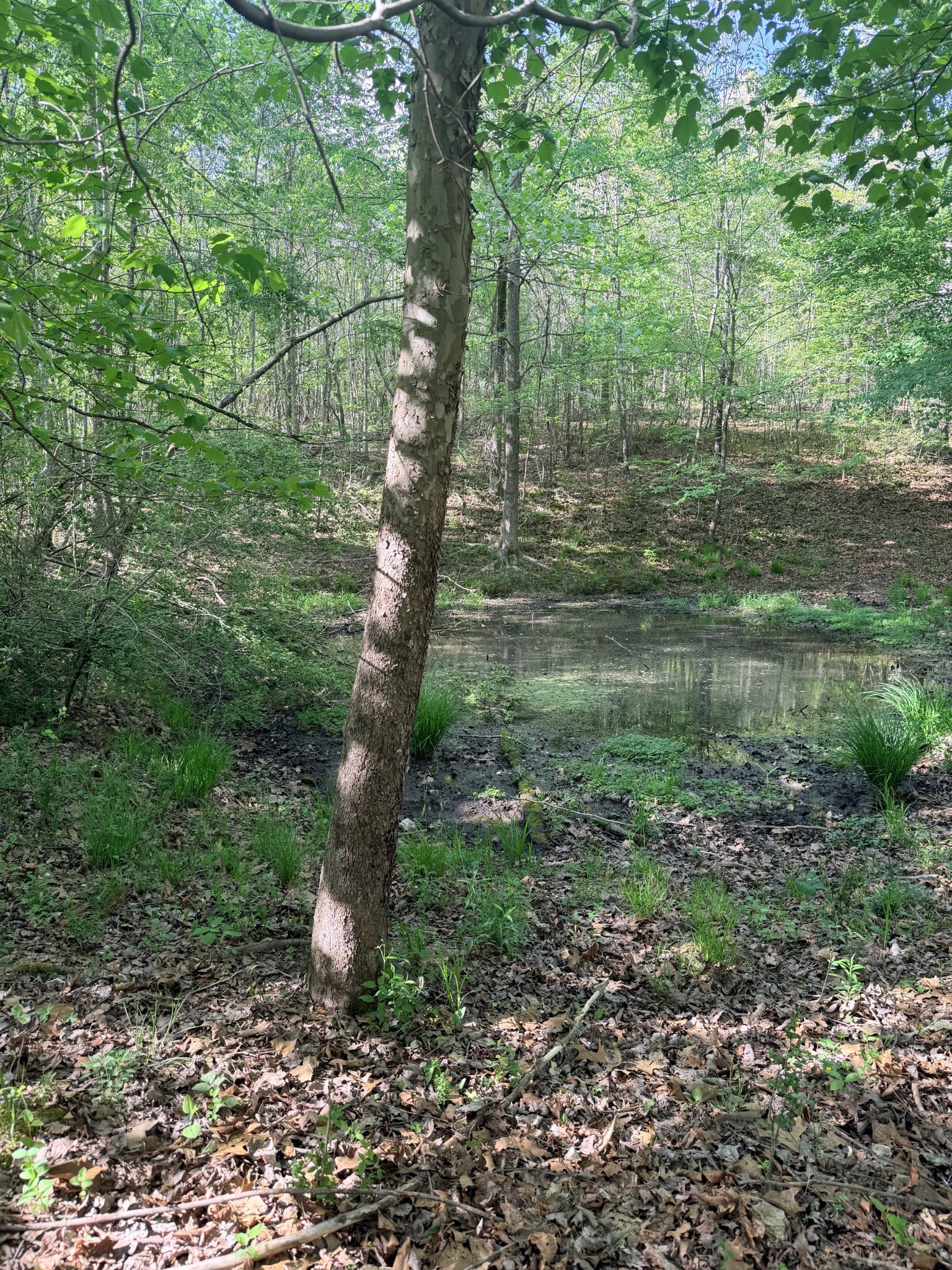 940 North Brace Road Summertown, TN 38483 - Photo 16 of 21 a backyard of a house with lots of green space