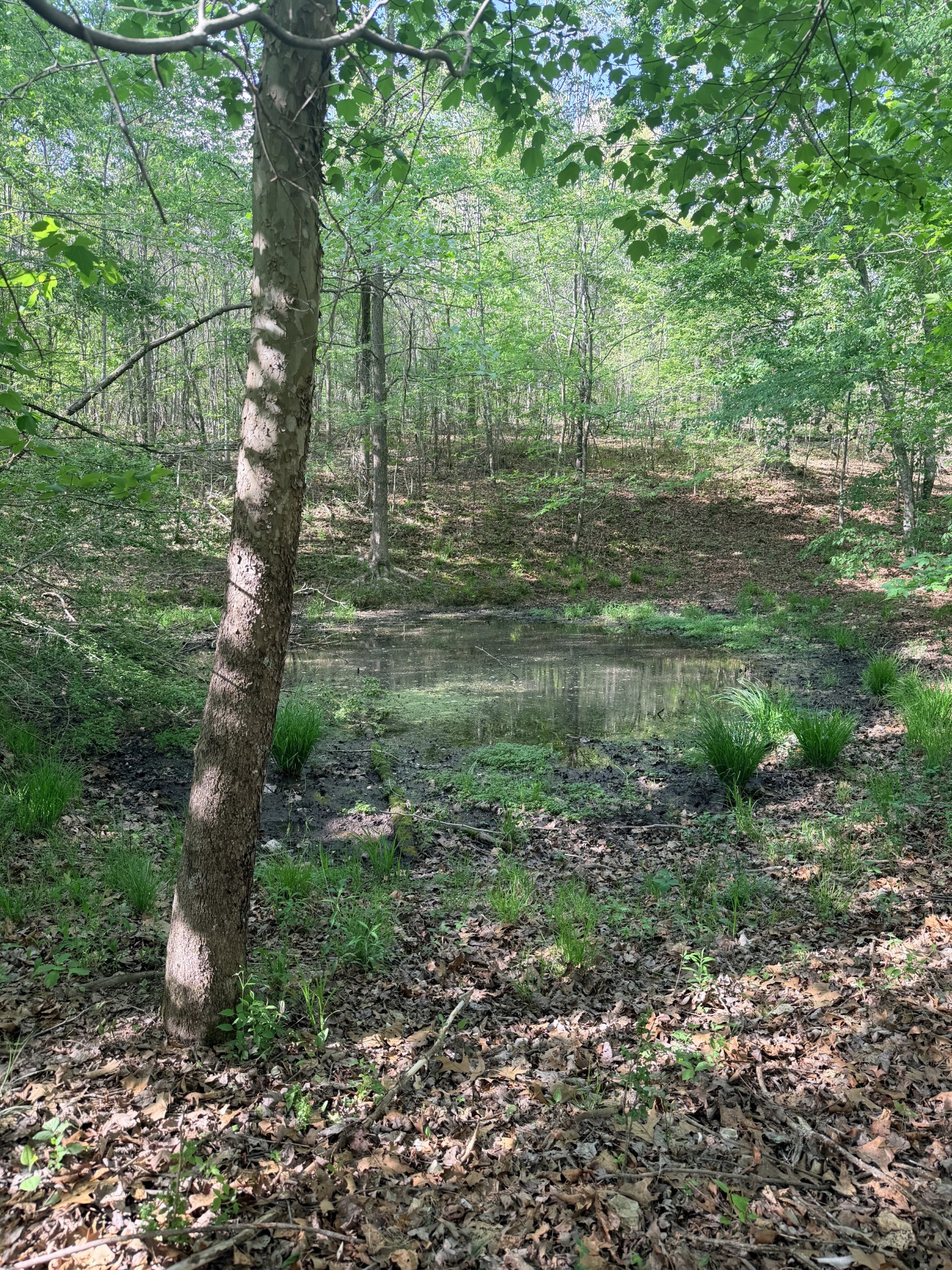 940 North Brace Road Summertown, TN 38483 - Photo 17 of 21 a backyard of a house with lots of green space
