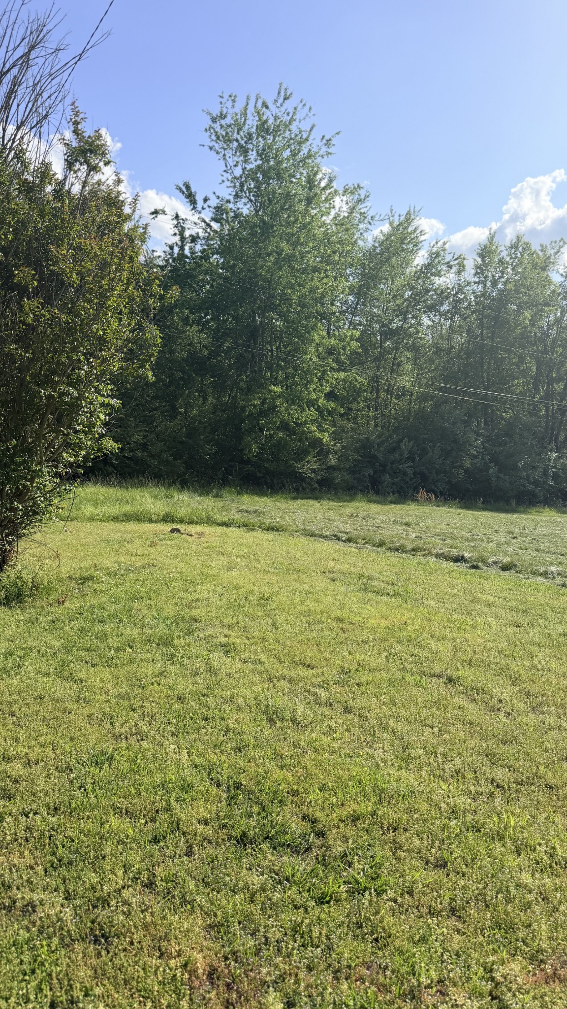 940 North Brace Road Summertown, TN 38483 - Photo 19 of 21 a view of a yard with an trees