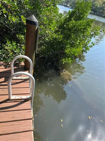 a view of an ocean with large trees