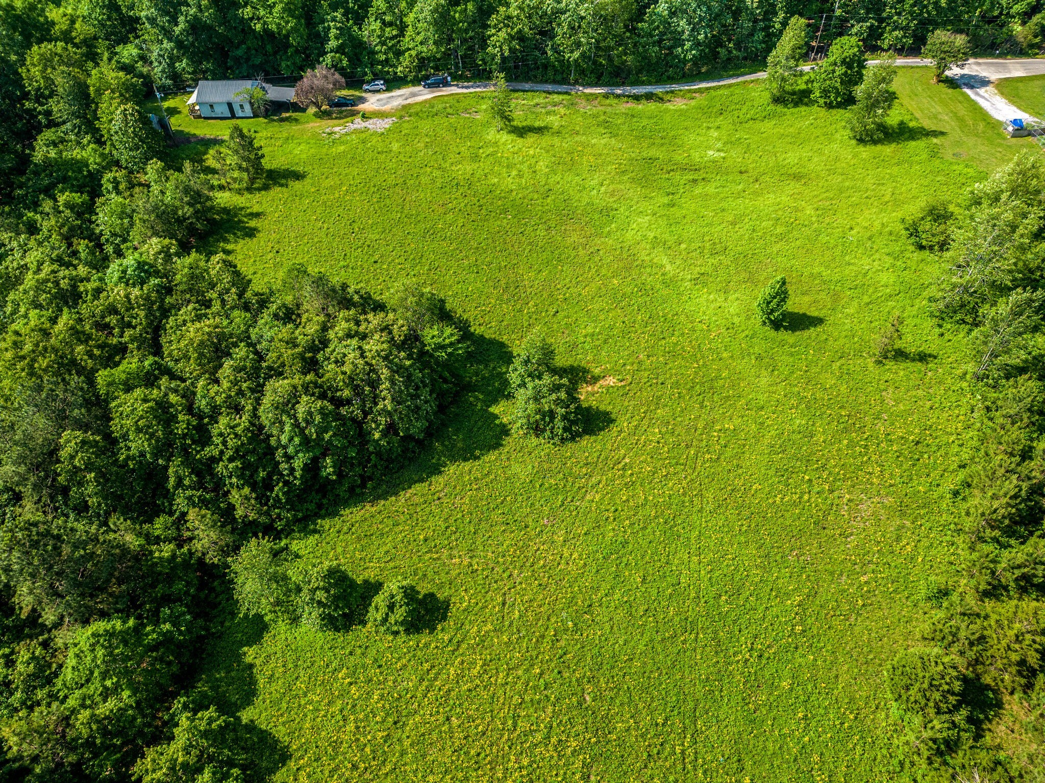 0 Mill Avenue Hohenwald, TN 38462 - Photo 1 of 7 a view of a large yard with plants and large trees