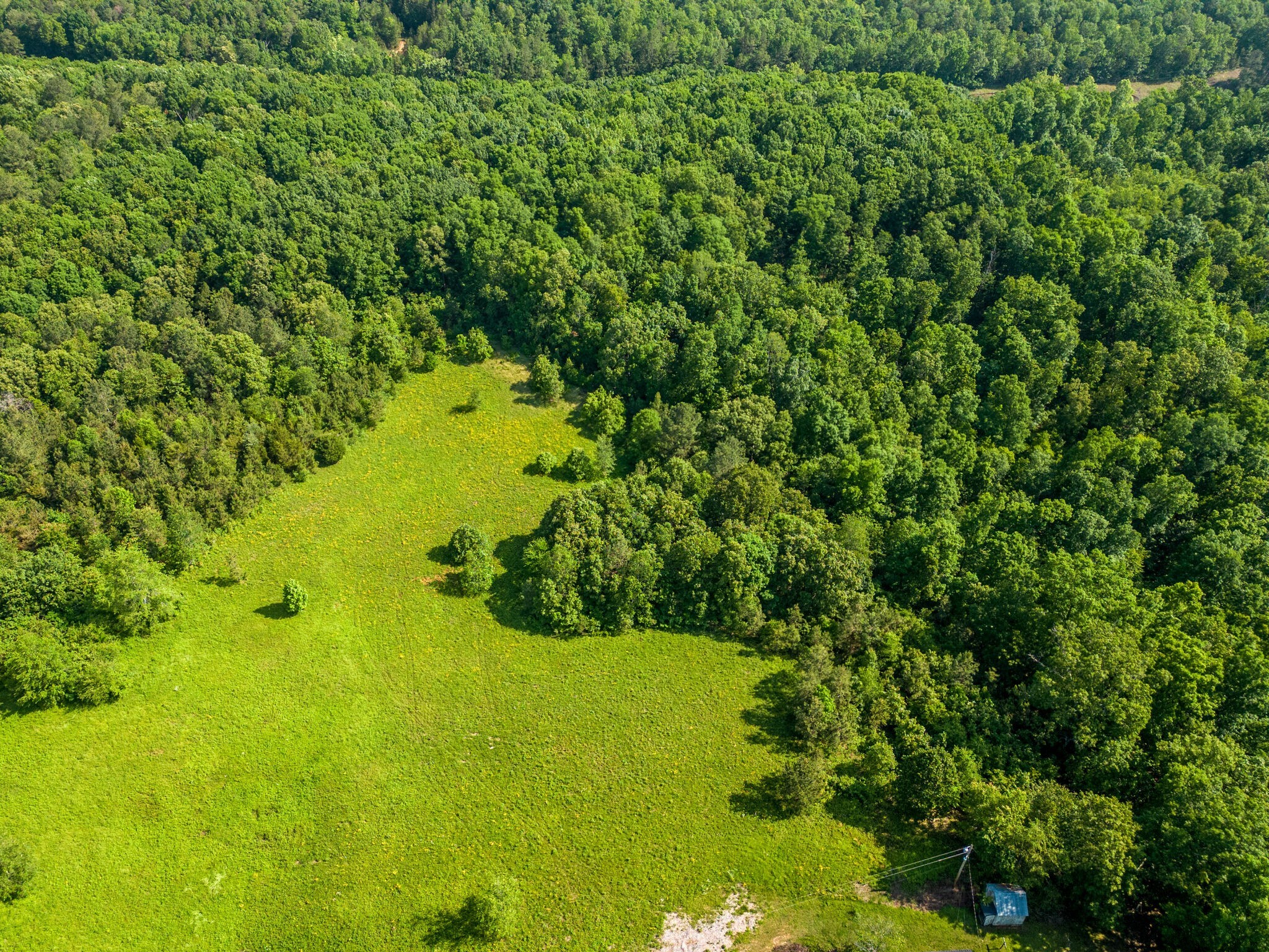 0 Mill Avenue Hohenwald, TN 38462 - Photo 3 of 7 a view of a garden