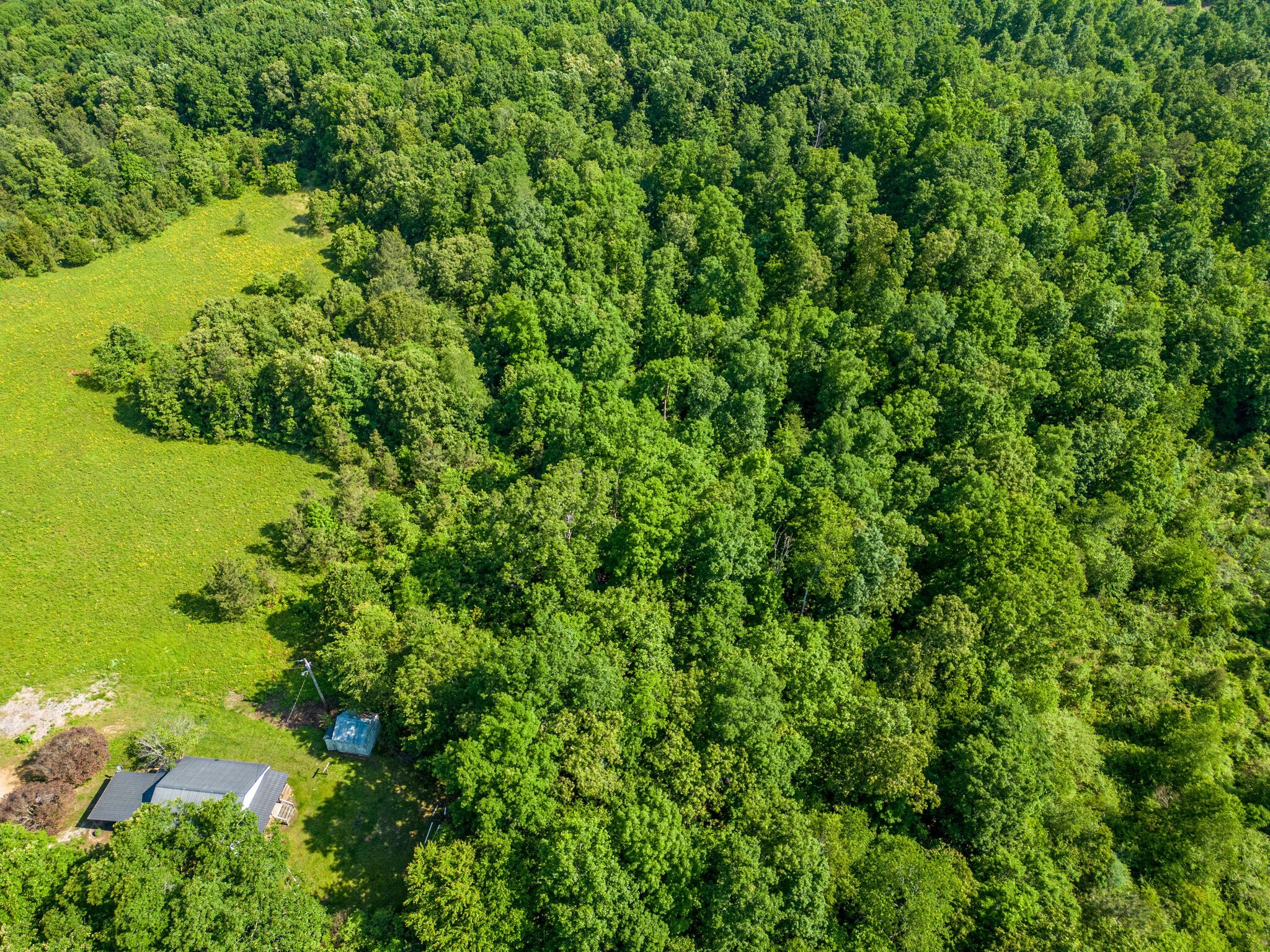 0 Mill Avenue Hohenwald, TN 38462 - Photo 4 of 7 a view of a big yard with plants and large trees