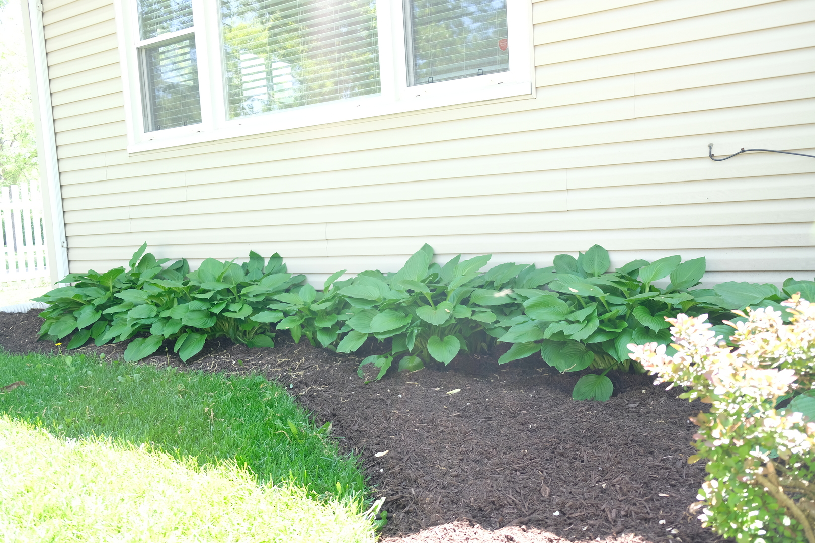 1020 Mitchell Avenue Elmhurst, IL 60126 - Photo 33 of 44 a plant that is in front of a house