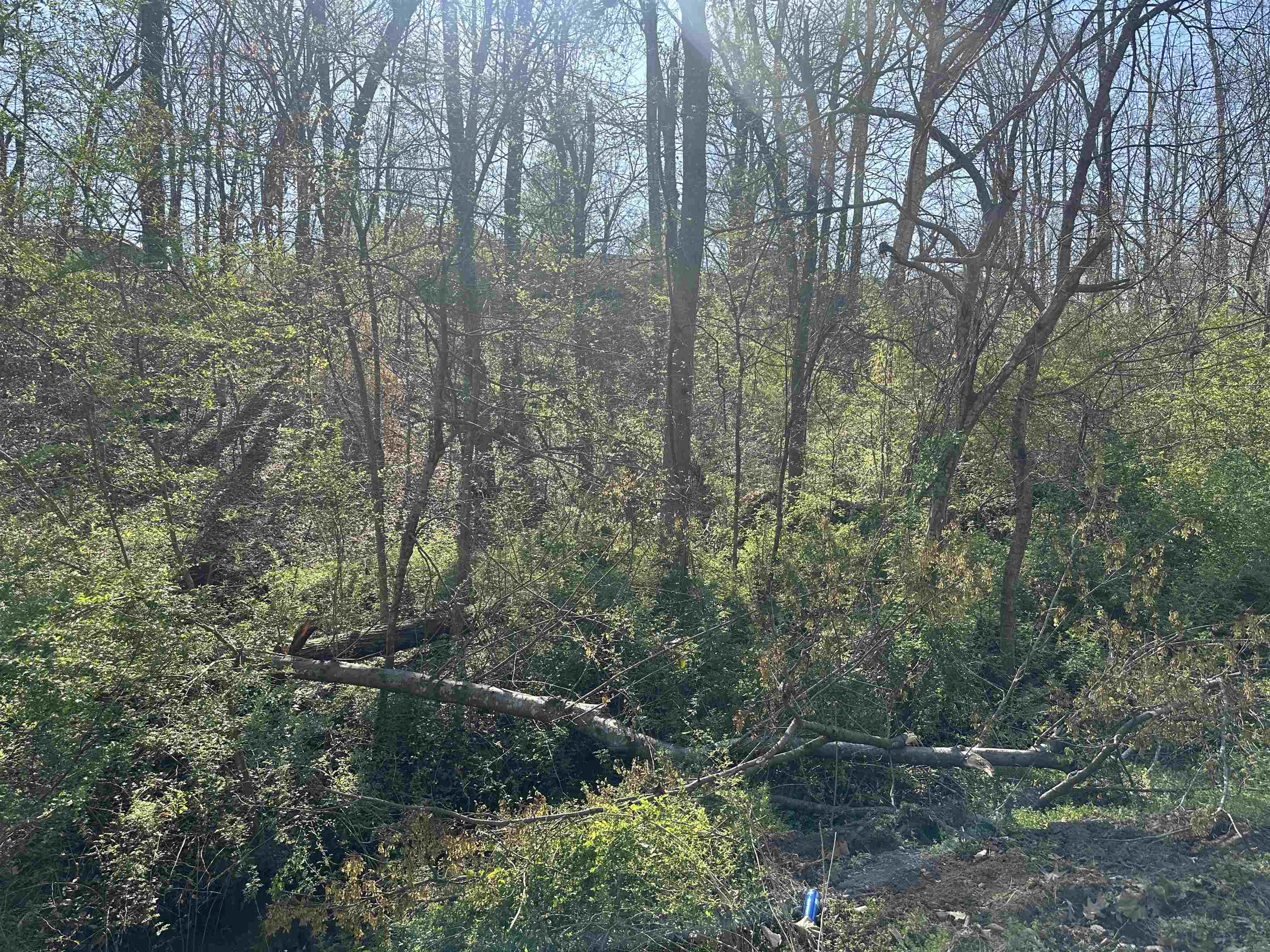Lot 2 Crump Landing Road Crump, TN 38327 - Photo 2 of 10 a view of a forest with trees