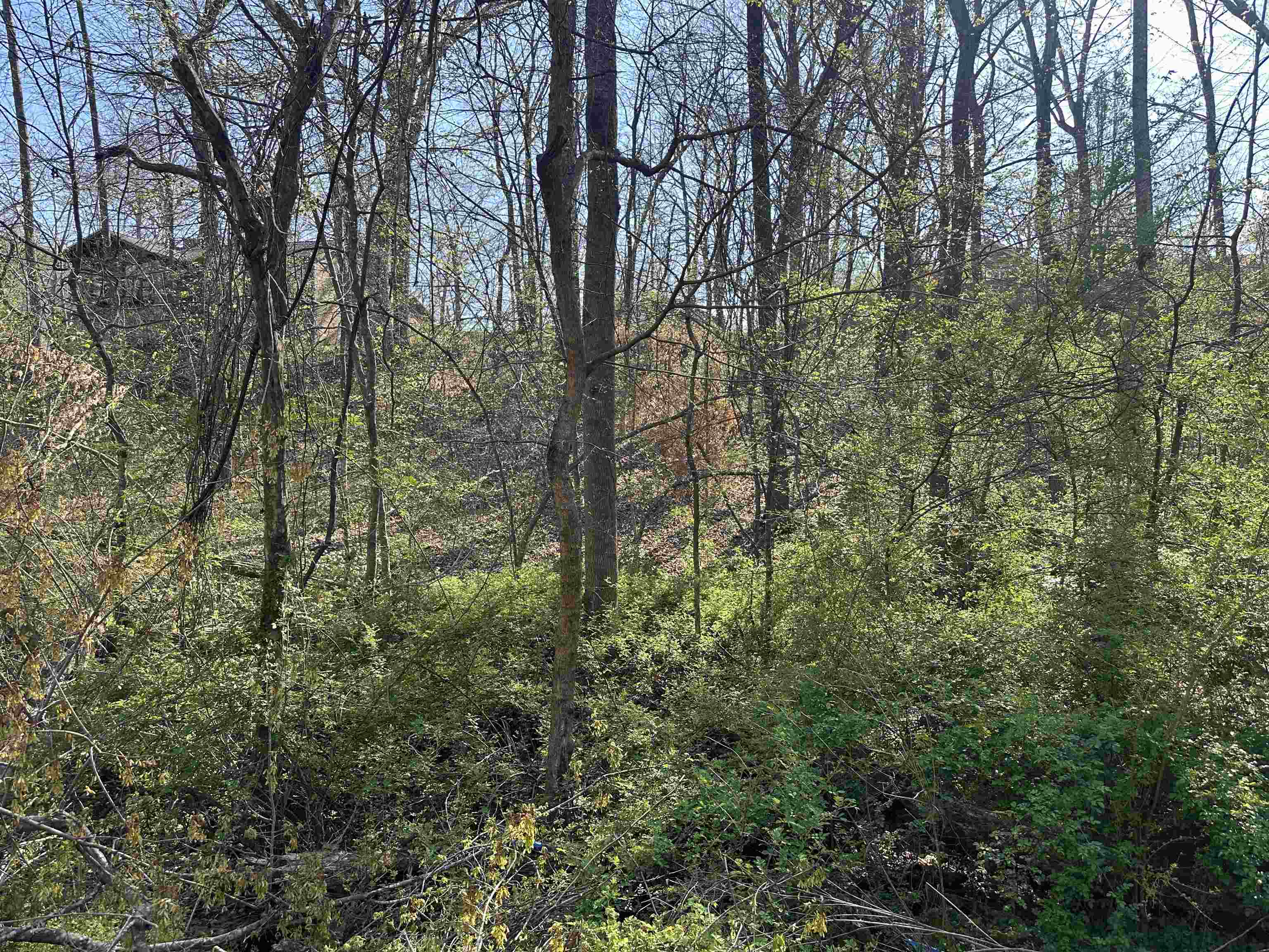 Lot 2 Crump Landing Road Crump, TN 38327 - Photo 5 of 10 a view of forest