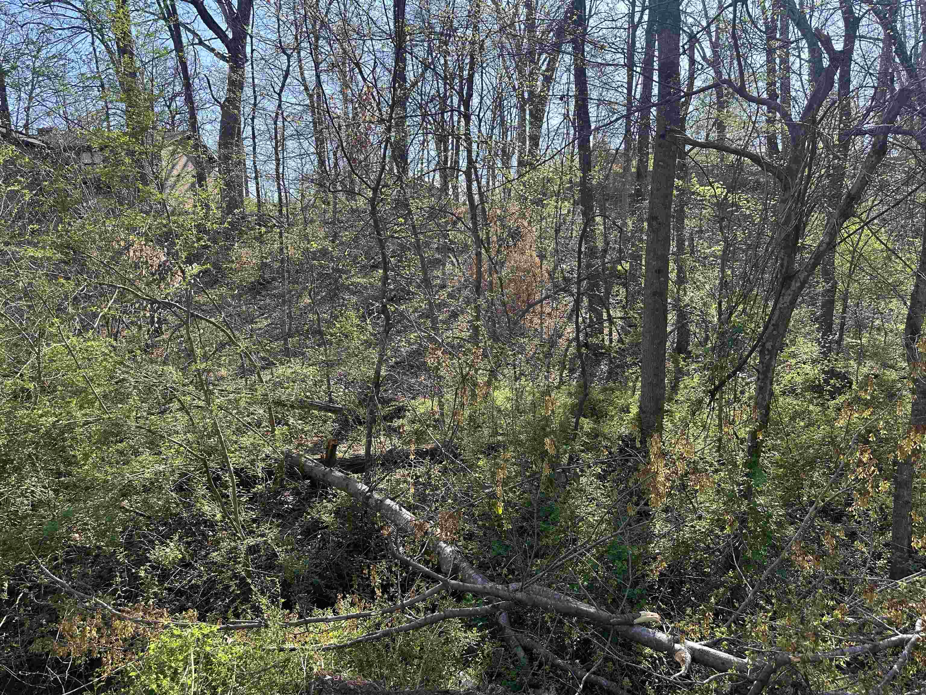 Lot 2 Crump Landing Road Crump, TN 38327 - Photo 6 of 10 a view of forest