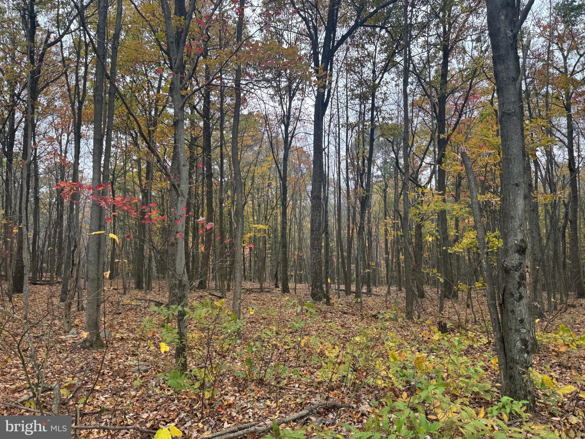 2 30 /- Acres Coles Valley Road Robertsdale, PA 16674 - Photo 14 of 38