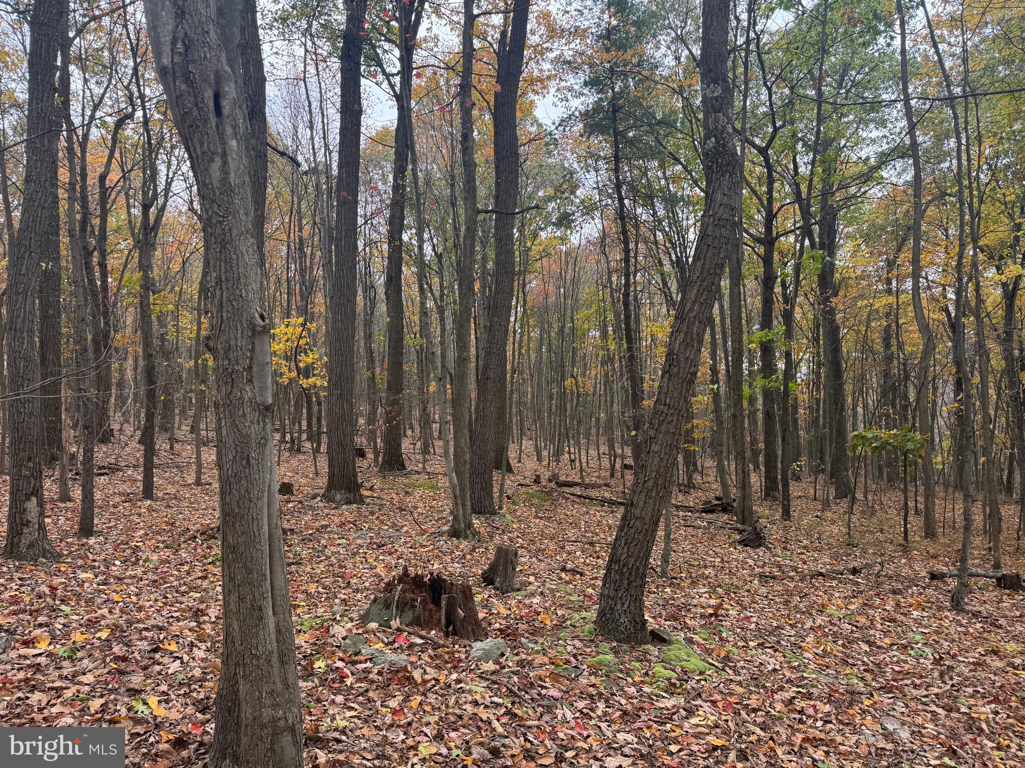 2 30 /- Acres Coles Valley Road Robertsdale, PA 16674 - Photo 17 of 38