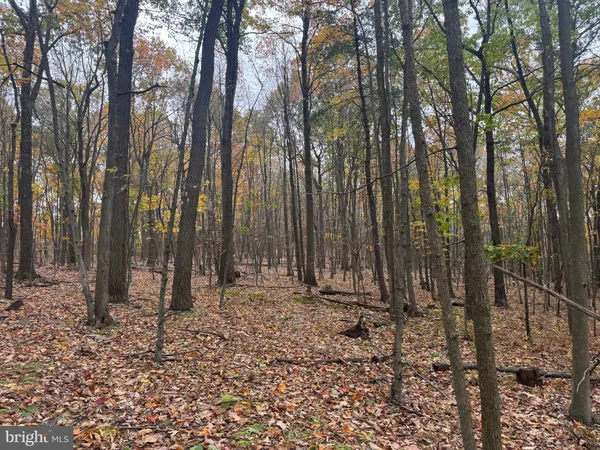 a view of outdoor space with lots of trees
