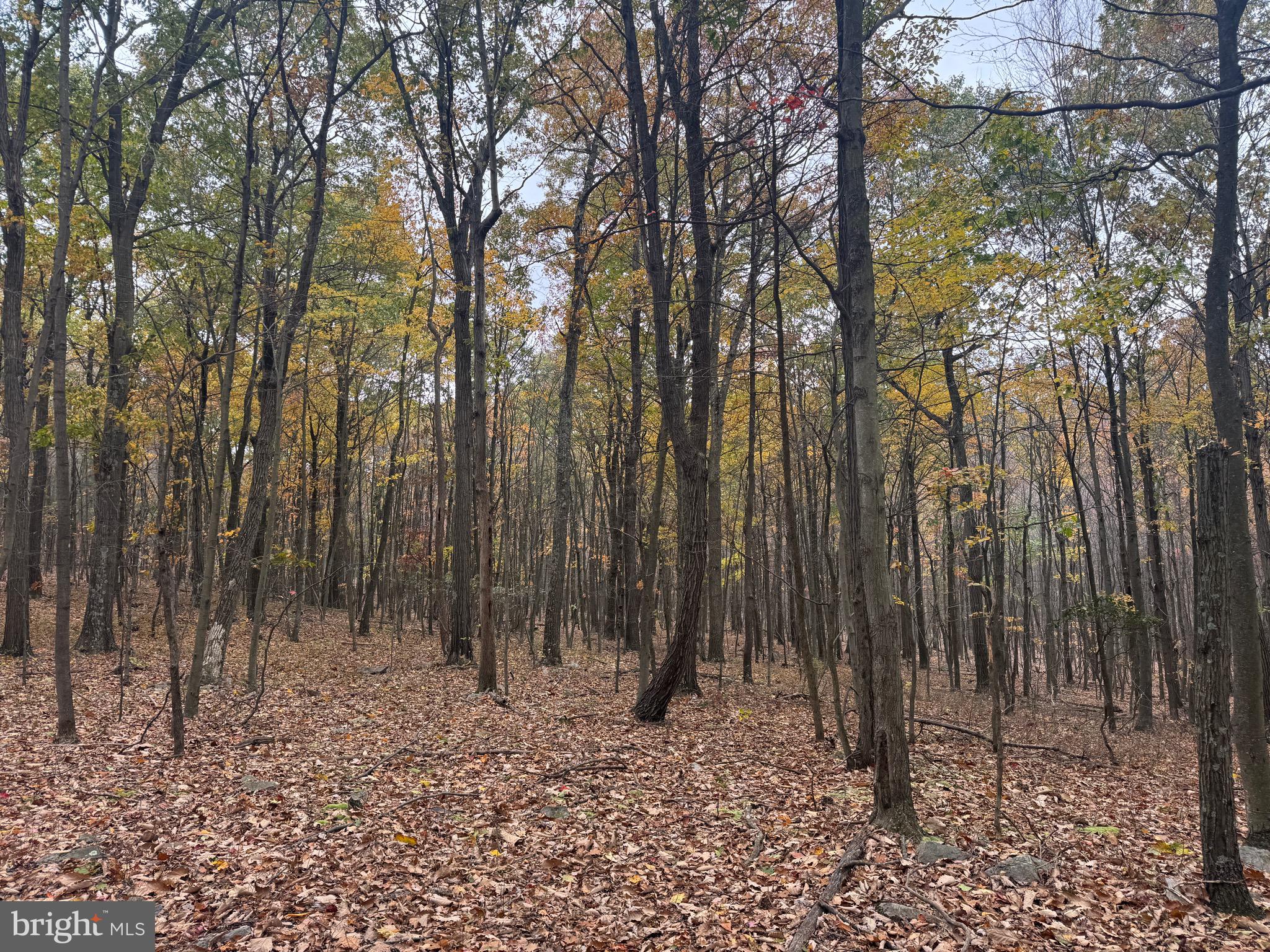 2 30 /- Acres Coles Valley Road Robertsdale, PA 16674 - Photo 23 of 38