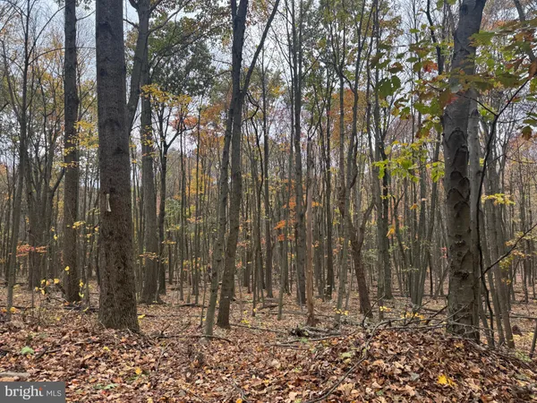 a view of outdoor space with lots of trees