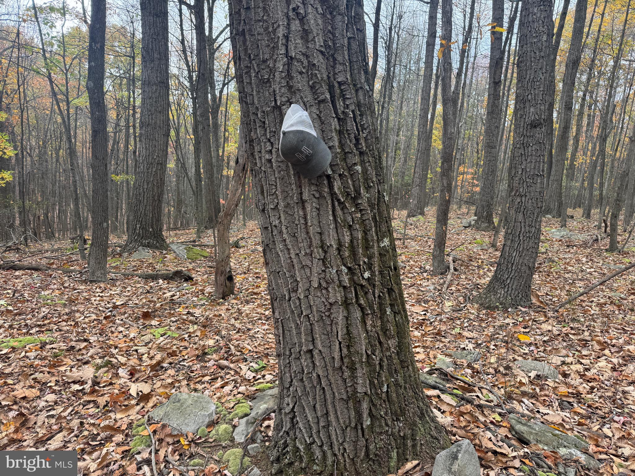 2 30 /- Acres Coles Valley Road Robertsdale, PA 16674 - Photo 3 of 38