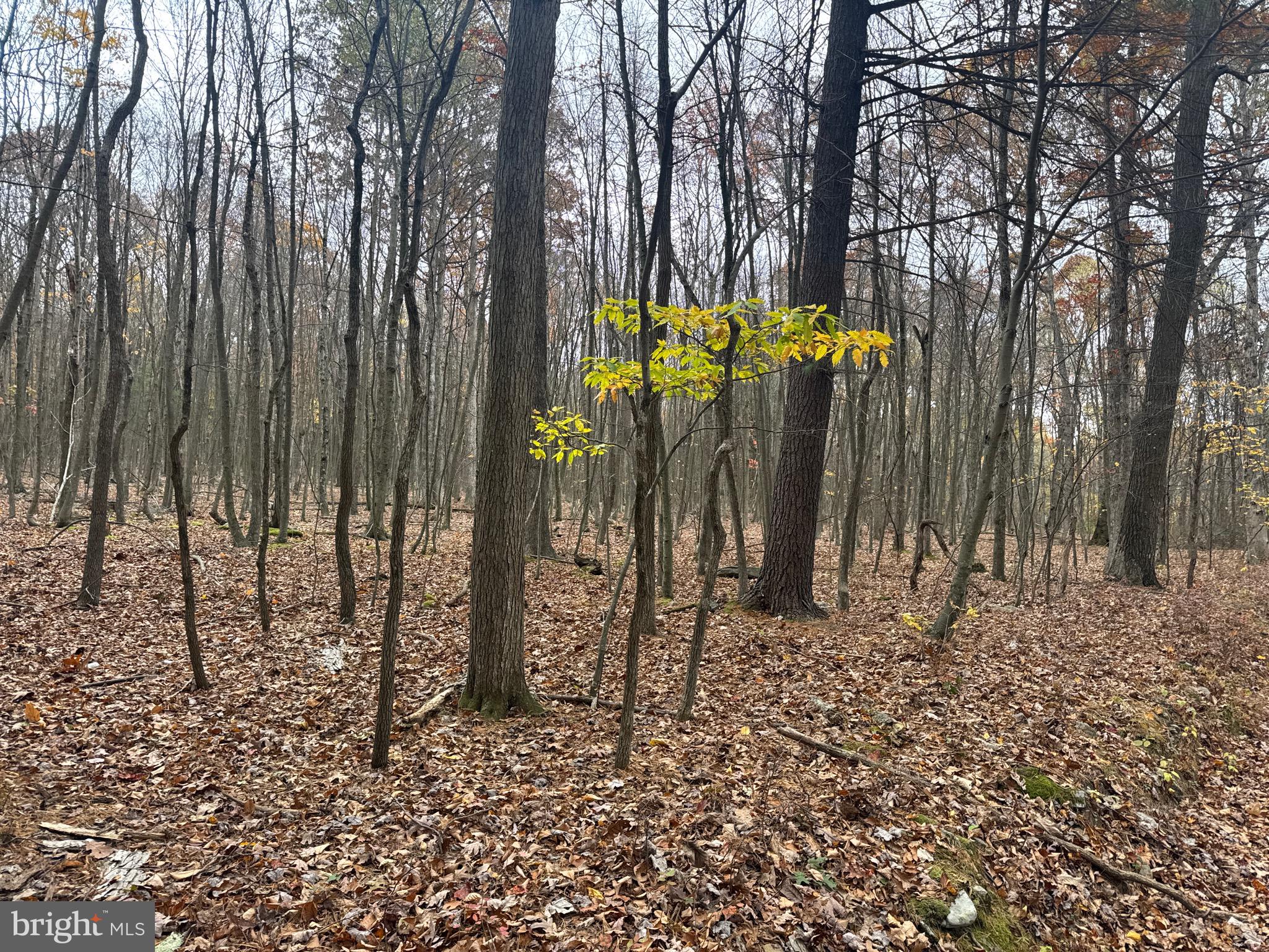 2 30 /- Acres Coles Valley Road Robertsdale, PA 16674 - Photo 33 of 38