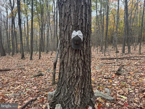 a view of a forest filled with trees