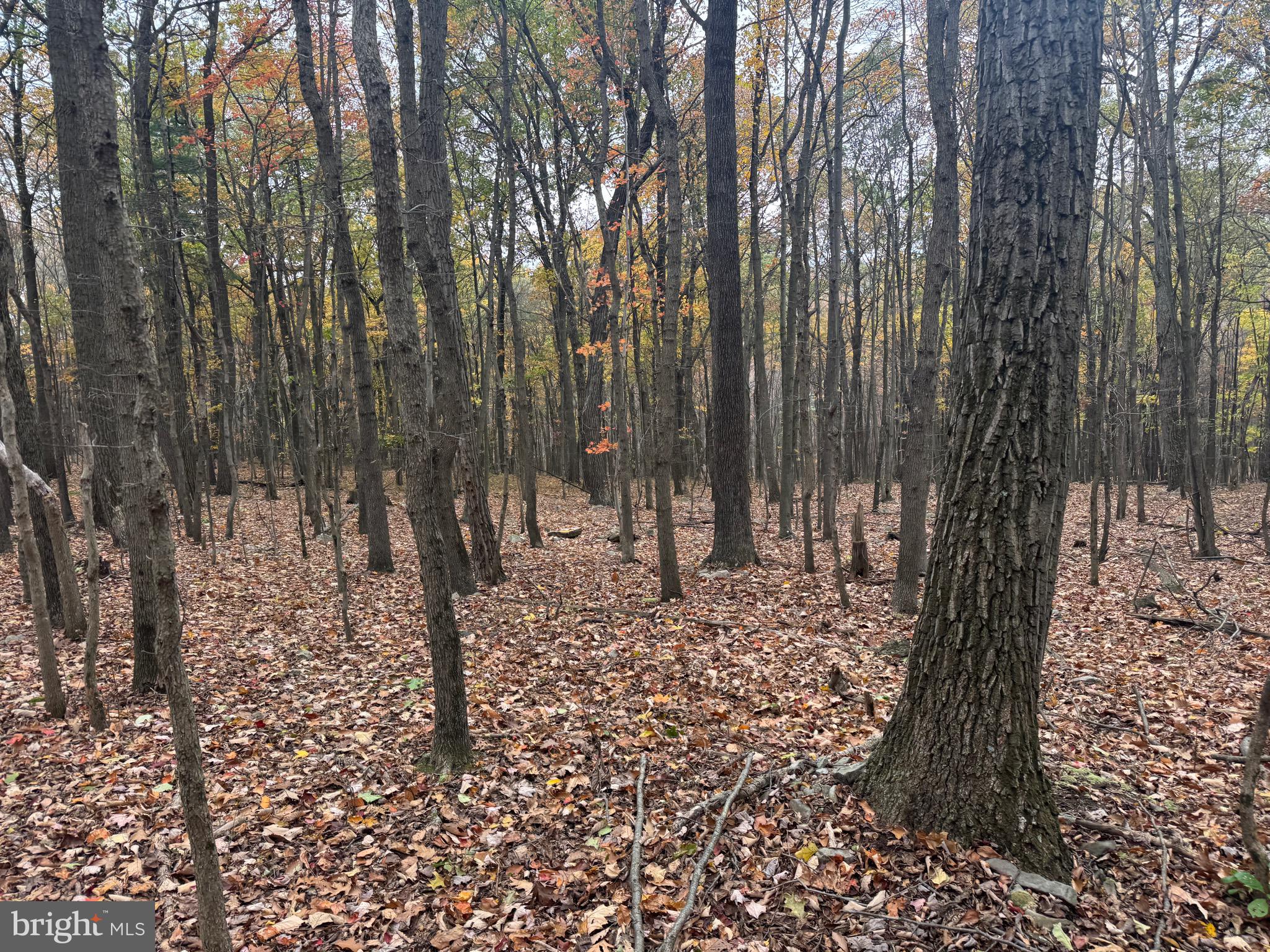 2 30 /- Acres Coles Valley Road Robertsdale, PA 16674 - Photo 6 of 38