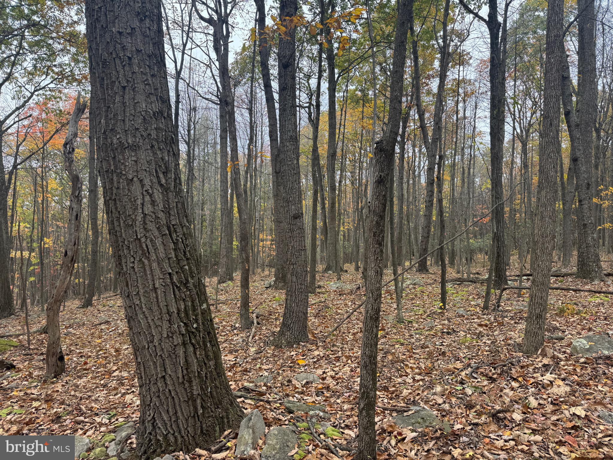 2 30 /- Acres Coles Valley Road Robertsdale, PA 16674 - Photo 7 of 38