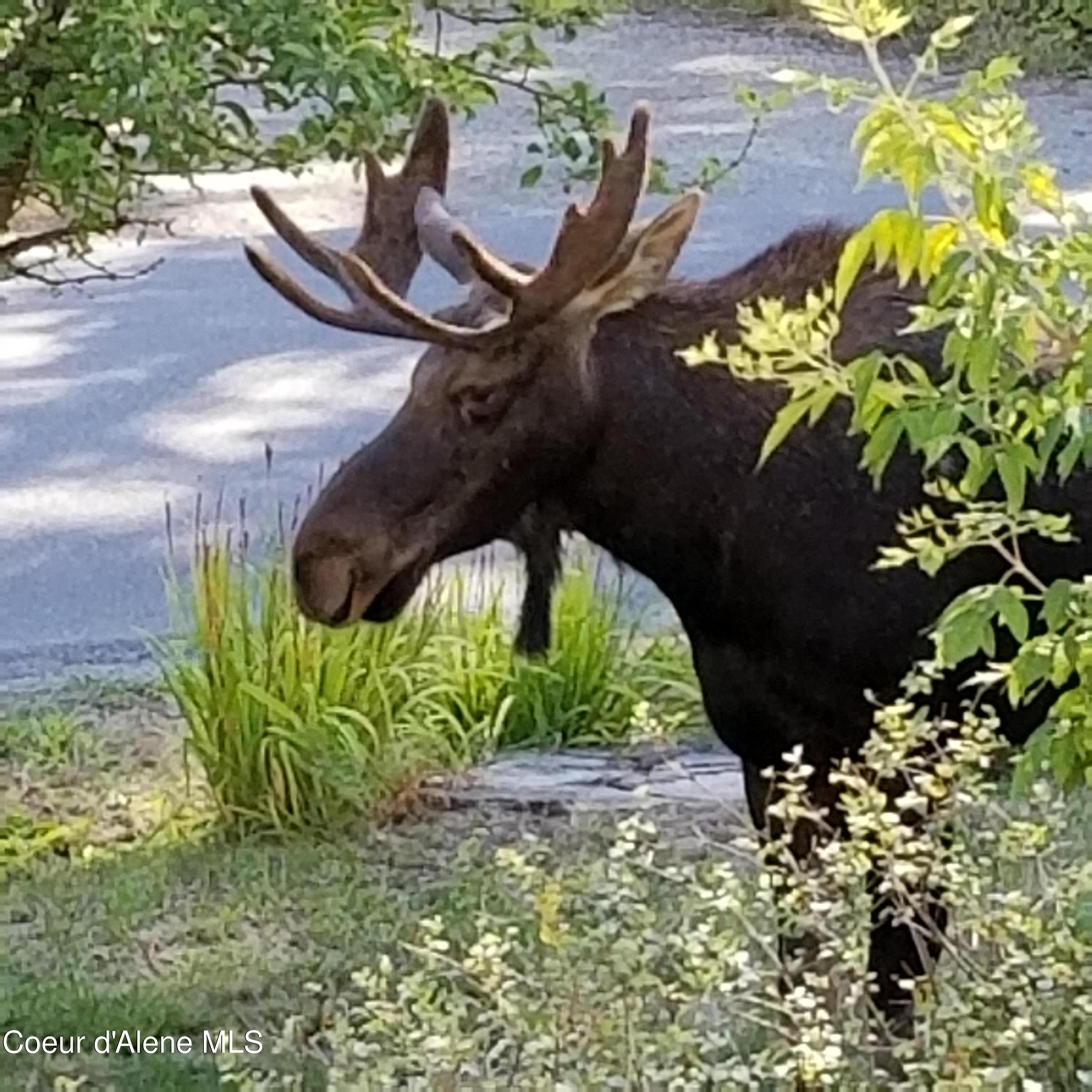266 Syringa Heights Road Sandpoint, ID 83864 - Photo 80 of 92 20210829_100832