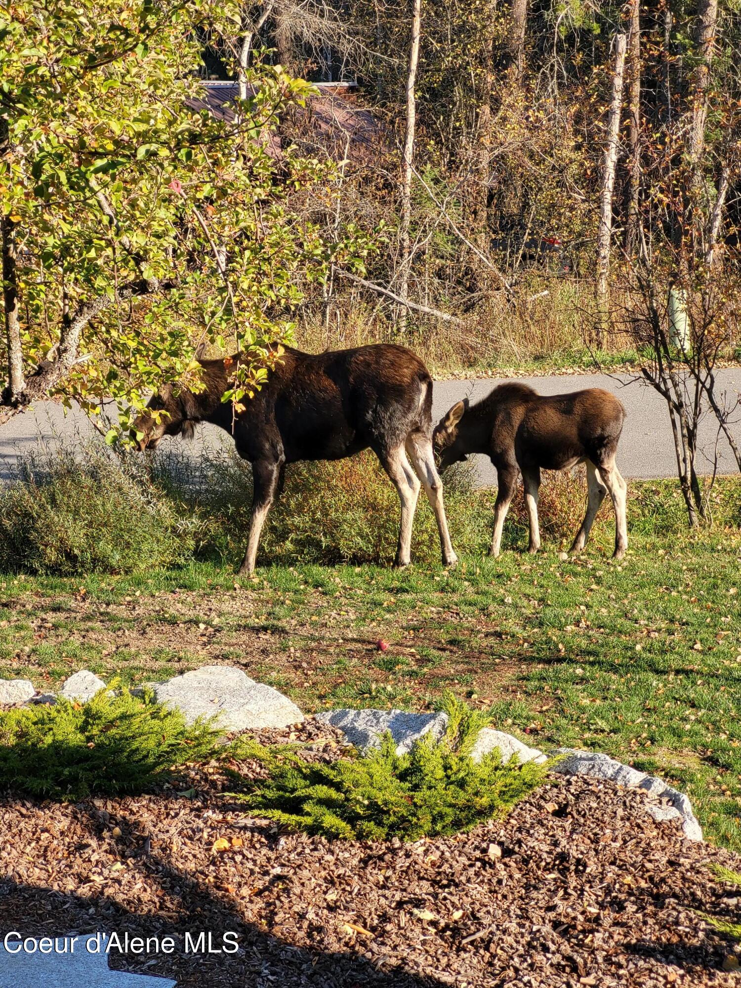 266 Syringa Heights Road Sandpoint, ID 83864 - Photo 88 of 92 20231029_143647