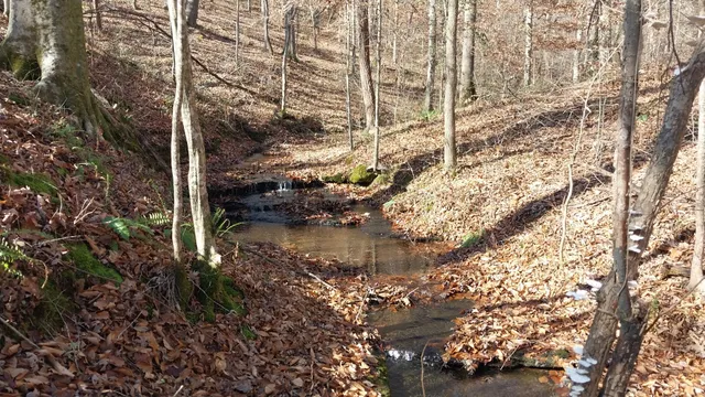 a view of a yard with trees in the background
