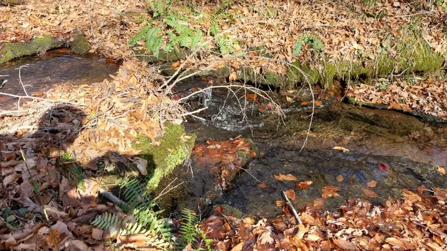 a view of a tree with a yard