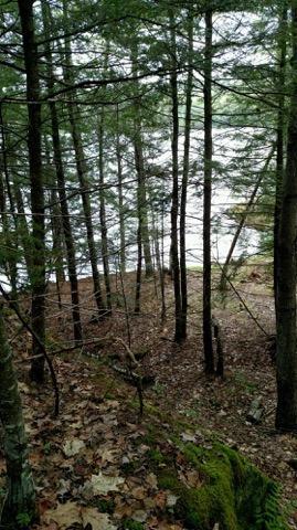 18 North Woods Road Vienna, ME 04360 - Photo 9 of 30 Wooded Building Lot
