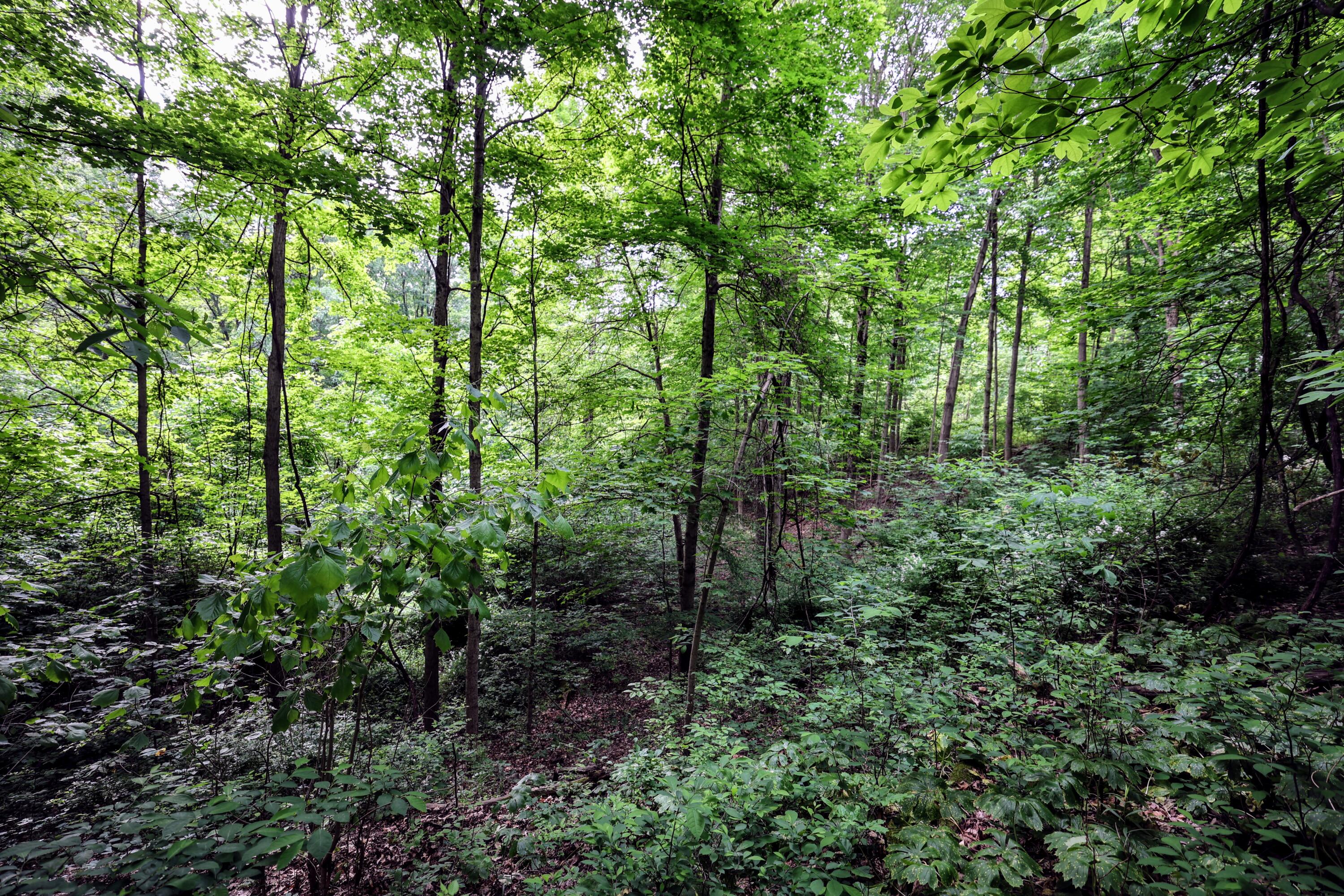 Vl Black River Road Bangor, MI 49013 - Photo 28 of 54 28