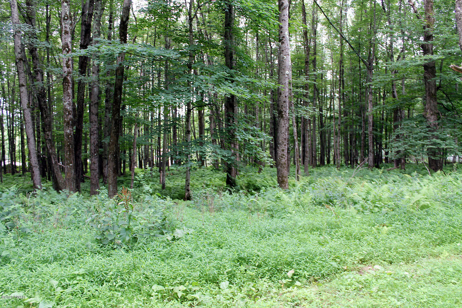 Lot 18 Stonefence Road Damascus, PA 18415 - Photo 6 of 10 IMG_3096