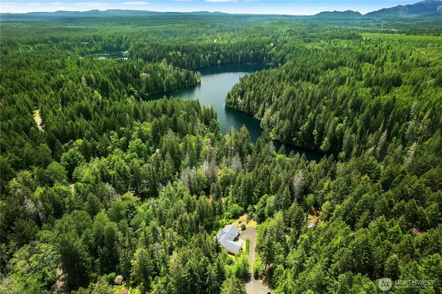 a view of a lush green forest with lots of trees