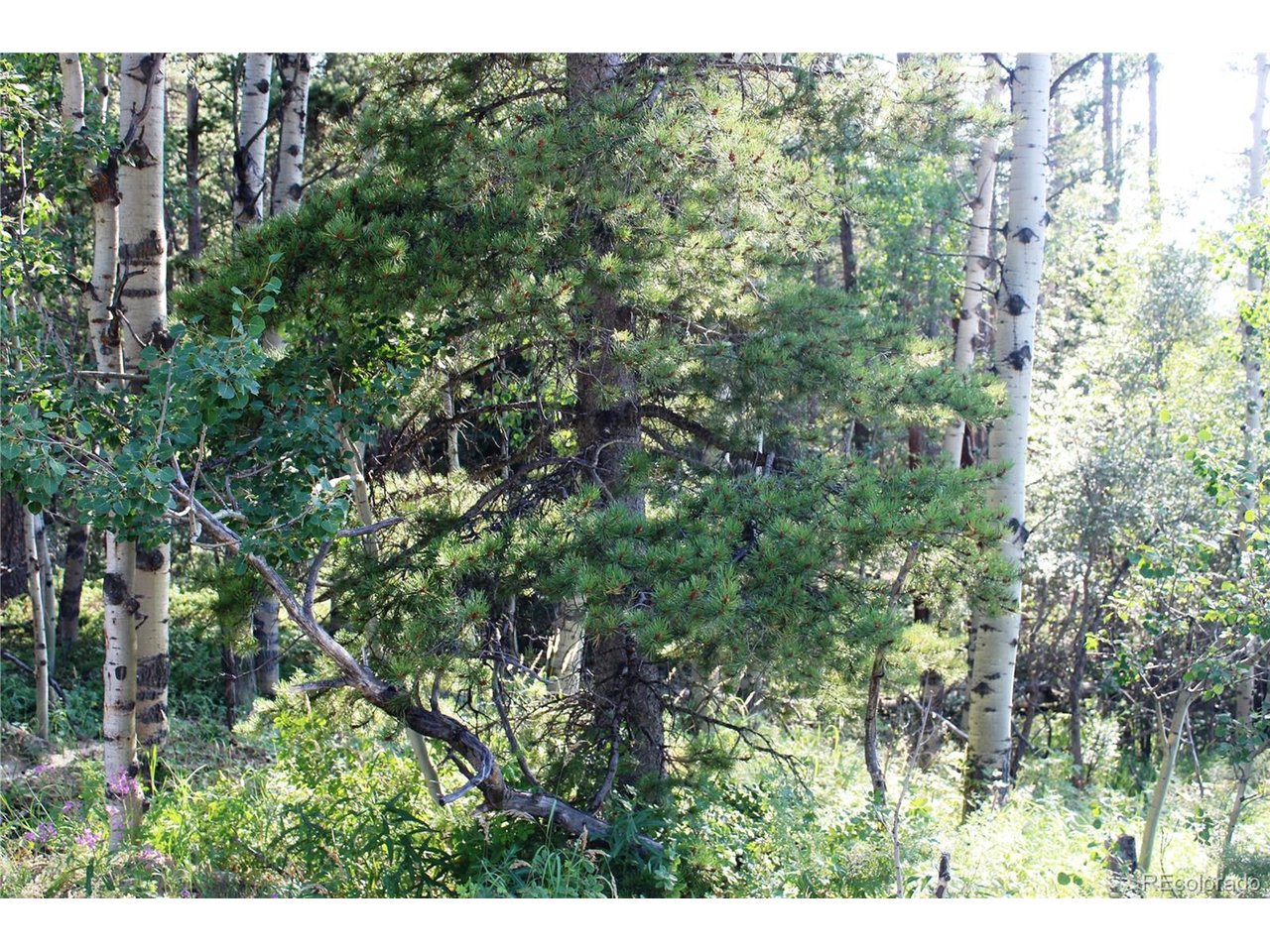 28 Sunflower Road Black Hawk, CO 80422 - Photo 1 of 10 Gallery Image 1