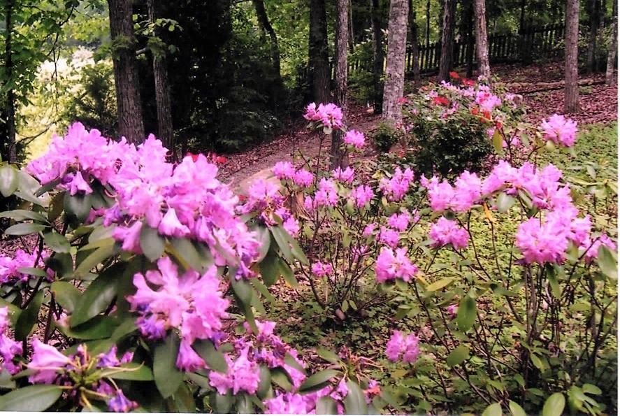 12740 Long Ridge Road Knoxville, TN 37934 - Photo 37 of 38 Pink flowers
