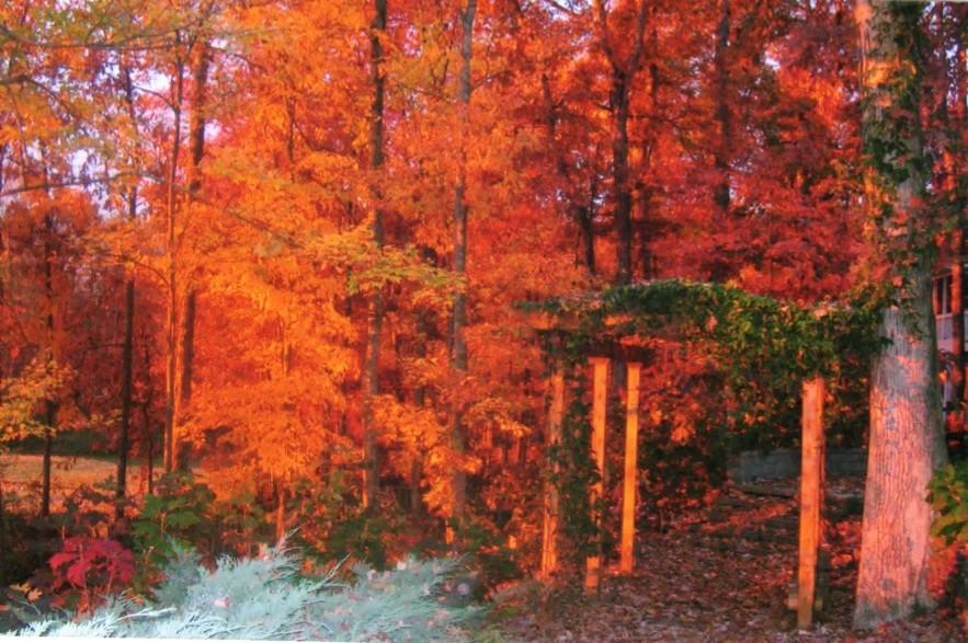 12740 Long Ridge Road Knoxville, TN 37934 - Photo 38 of 38 Fall foliage
