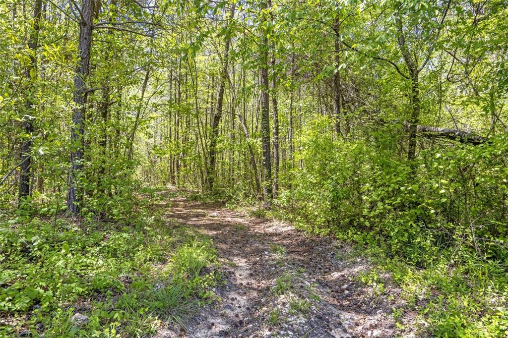 225 Hamrick Road Bremen, GA 30110 - Photo 49 of 61 a view of a yard with plants and large trees