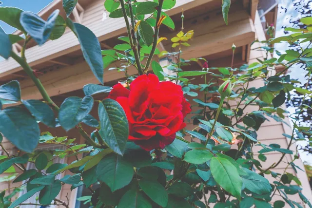 $484,950 | 12 Alana Way, Cloverdale, CA 95425