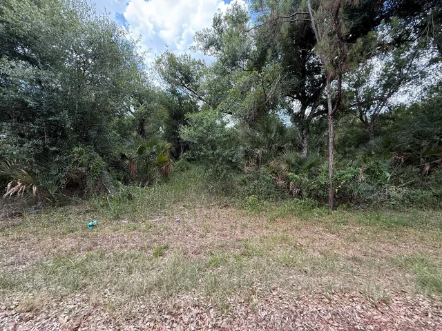 a view of a forest with trees in the background