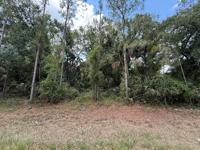 a view of a forest with trees in the background