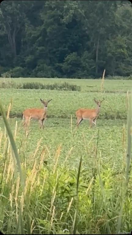 7376 Capac Road Yale, MI 48097 - Photo 21 of 22