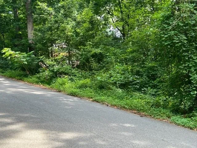 a view of a lush green forest