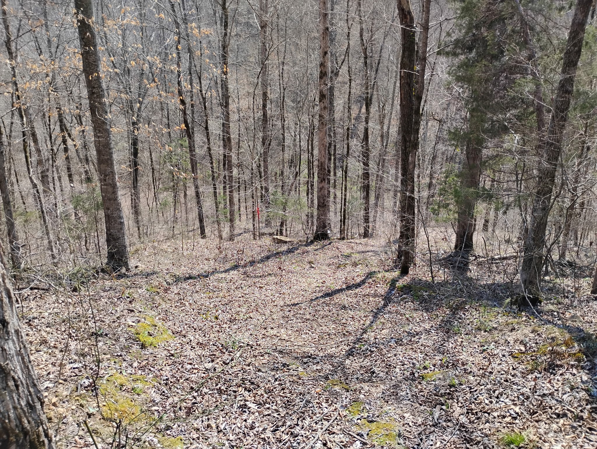 0 Deer Ridge Road Lawrenceburg, TN 38464 - Photo 3 of 3 a view of a backyard with trees
