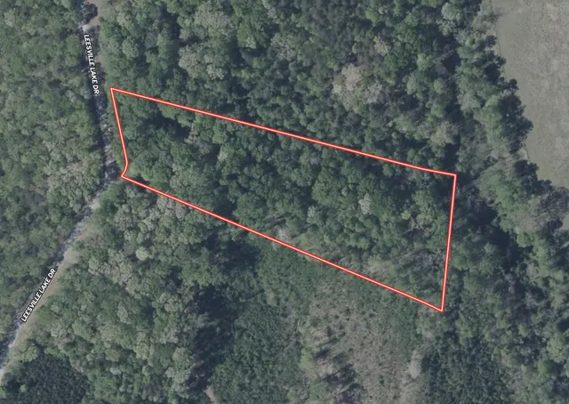 a view of a forest with a mountain