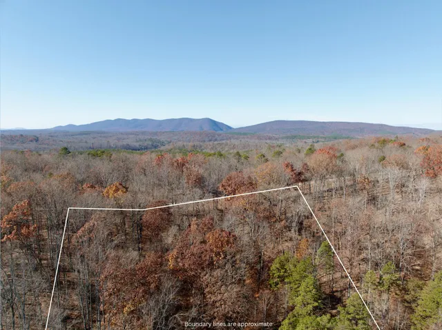 a view of a forest with a mountain
