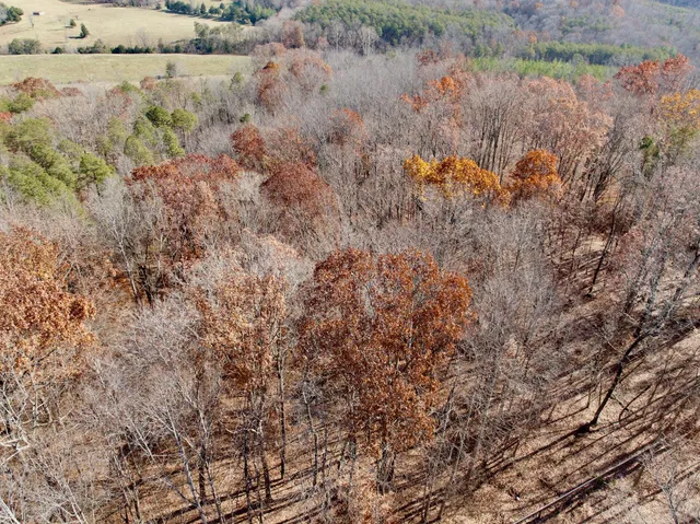 a view of a city with lush green forest