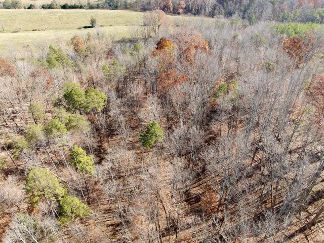 a view of a lush green forest with lush green forest