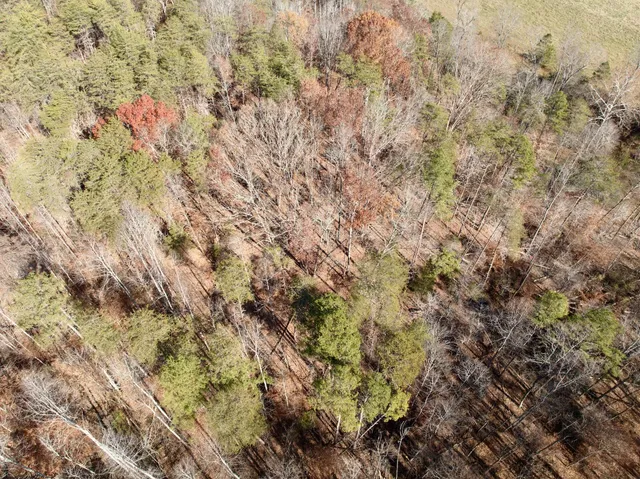 a view of a bunch of trees and mountains