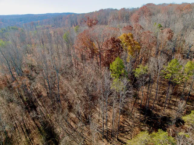 a view of a forest with a mountain in the background